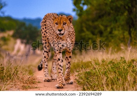 Cheeta wild animal in Kruger National Park South Africa, Cheetah on the Hunt during sunset.