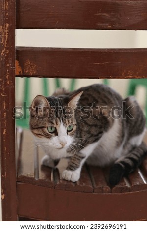 Cat on a wooden chair, pets, cat, cats, kittens
