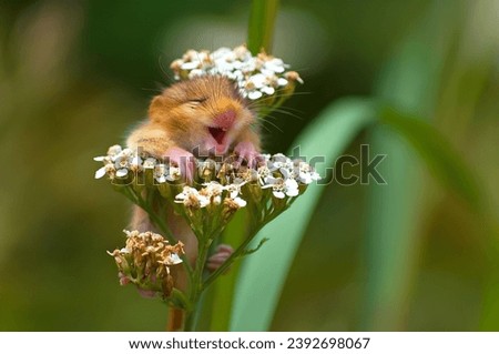 
Small mouse yawning on top of a flower