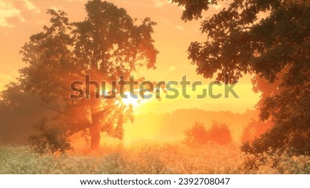 Autumn Forest Nature. A vibrant morning in the colorful forest with sunlight through the branches of the trees. The scenic beauty of nature bathed in sunlight.