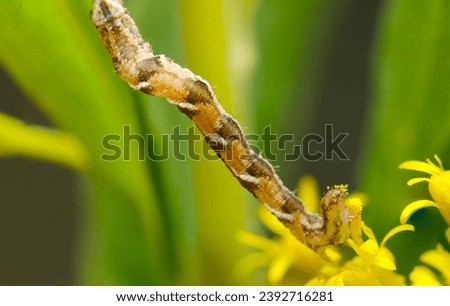 The larva of Orange Moth (Azamikabanamishaku) devouring a yellow-flowered goldenrod (natural light and strobe macro close up photograph)