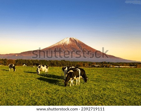 A herd of cows at Asagiri Kogen Farm in Fujinomiya City, Shizuoka Prefecture, Japan and Mt. Fuji at dusk
 Royalty-Free Stock Photo #2392719111