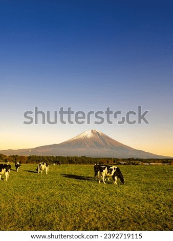 A herd of cows at Asagiri Kogen Farm in Fujinomiya City, Shizuoka Prefecture, Japan and Mt. Fuji at dusk
 Royalty-Free Stock Photo #2392719115