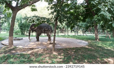 This picture is an Elephant. Elephants are the largest land mammals on earth and have distnctly massive bodies, large ears and long trunks.