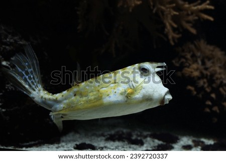 Horned trunckfish in water bassin in Ouwehands in Rhenen the Netherlands