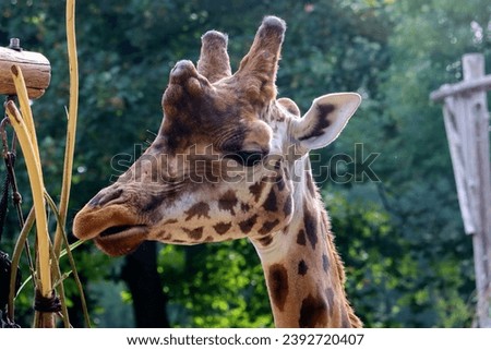 Rothschild giraffe and the Kordofan giraffe in the Ouwehands Zoo in Rhenen in the Netherlands