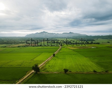 Aerial view of paddy field and mountains among cloudy sky in rainy season, for background travel