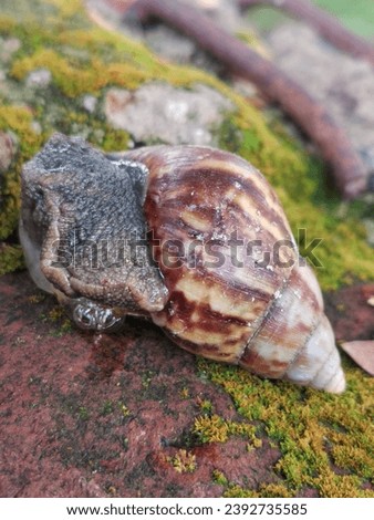Lissachatina fulica is a species of large land snail, also known as Giant African Land snail. The adult snail is around 7 cm (2.8 in) in diameter and 20 cm (7.9 in) or more in length.  Royalty-Free Stock Photo #2392735585