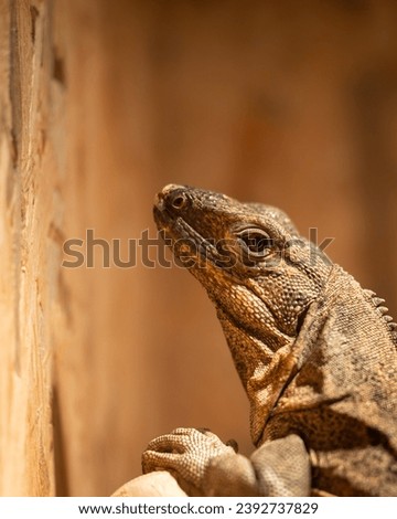Lizard closeup, Jeddah Saudi Arabia, Nov 13, 2023
