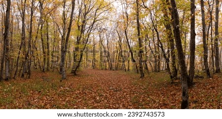 Beautiful yellow-green autumn forest. Khizi. Azerbaijan.