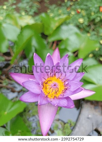 the lotus flower are blooming in the afternoon
