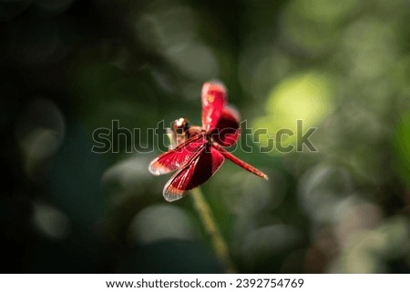Photo of a red grasshawk dragonfly in a green garden 