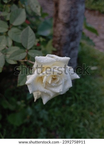 The beautiful flower in nature. white rose. this is very useful for decoration, wallpapers, editing like this. 