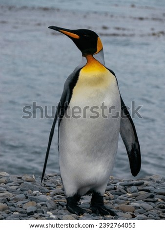 A royal penguin on the shores of South Georgia.