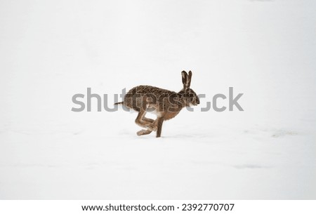 European brown hare running on a snowy blanket - Graceful elegance unveiled: the European hare's enchanting sprint through winter's blanket, a snowy ballet of wilderness beauty Royalty-Free Stock Photo #2392770707