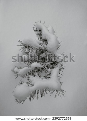 small pine tree in the snow on a cloudy winter morning photo one
