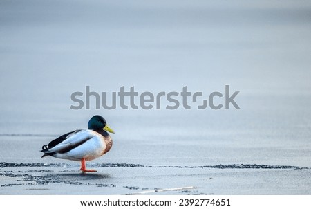 duck - mallard, Anas platyrhynchos - in natural environment