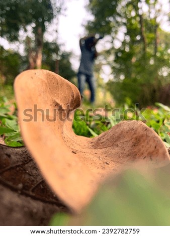 A man through the leaf point of view 