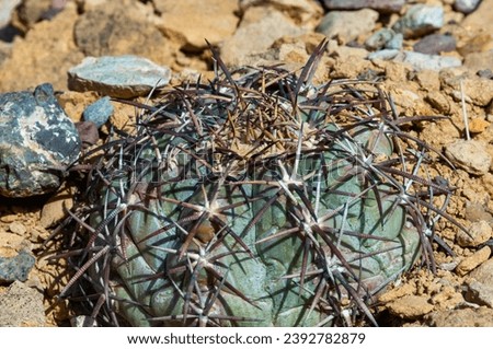 Horse crippler or devil's pincushion cactus (Echinocactus texensis) in the Texas Desert in Big Bend National Park Royalty-Free Stock Photo #2392782879