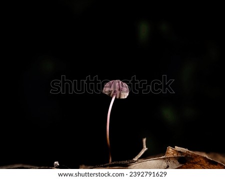 image of purple mycena mushroom