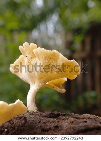 The unique white beauty of mushrooms growing on wood against the bokeh background of nature.