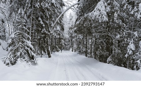 ski track in the Karelian forest