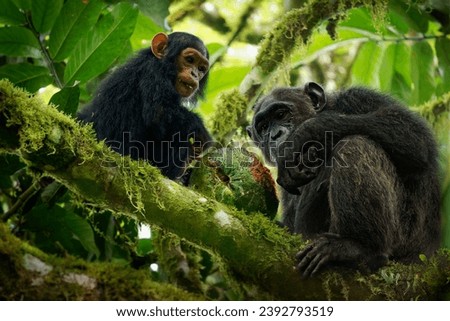 Common or Robust Chimpanzee - Pan troglodytes also chimp, great ape native to the forest and savannah of tropical Africa, pair of humans closest living relative in the rainforest eating fruit. Royalty-Free Stock Photo #2392793519