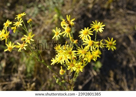 bunch of yellow flowers with honey bee on the meadow   