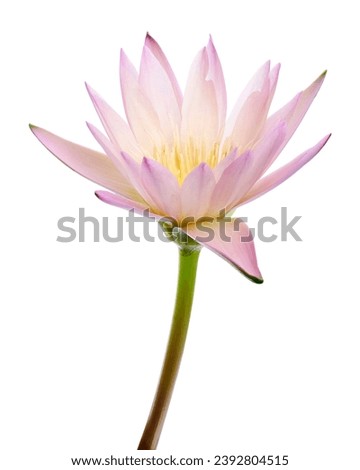 Pink water lily, Blooming water lily flower isolated on white background, with clipping path                                                                 