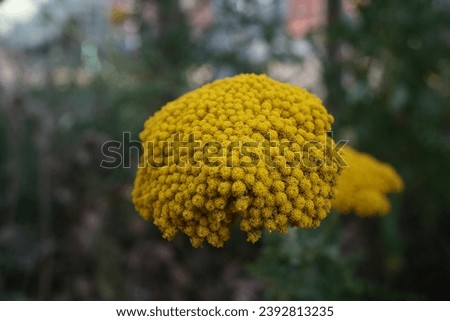 achillea yellow flower from wildlife flora nature