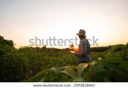 An agriculturist or farmer holds a computer tablet and relaxes on a  Cassava plantation farm.