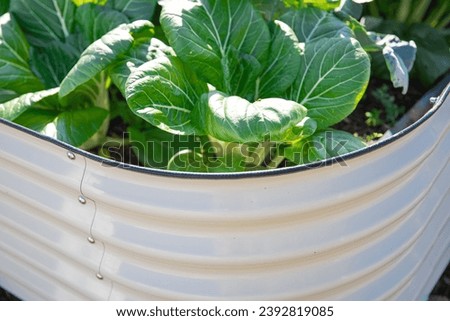 Top view Bok Choy Chinese cabbage growing round corner of metal raised garden bed, Dallas, Texas, USA, corrosion resistant steel, food-safe paint, anti-rust materials, uncontaminated. Organic plants