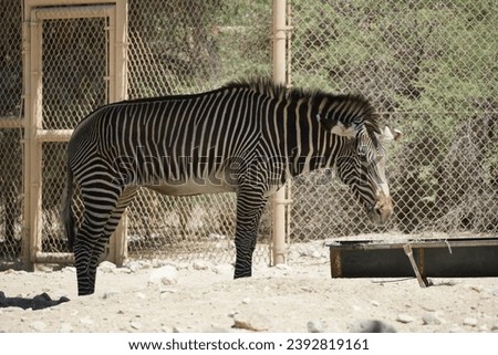 Grevy's Imperial zebra in Palm Springs Desert Garden zoo