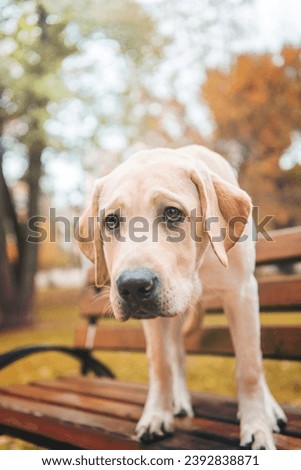 A labrador dog on bench