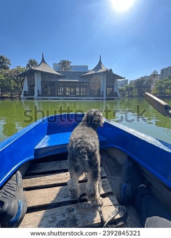 Photographed pet poodle looking around while boating in the park for the first time