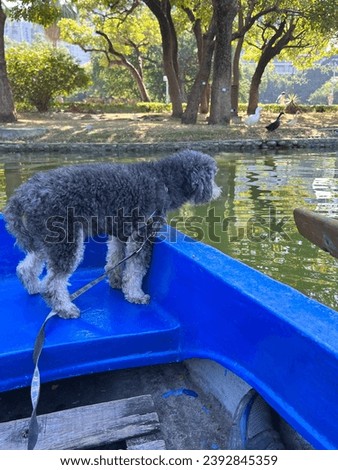 Photographed pet poodle looking around while boating in the park for the first time