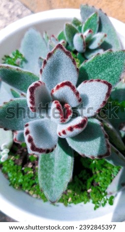 take a closer look at the panda succulent or kalanchoe tomentosa that is developing perfectly