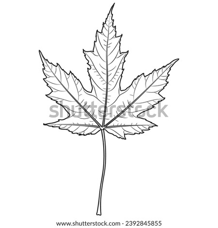 Silver maple leaf outline, vector botanical illustration. Maple tree leaf silhouette, coloring book page.