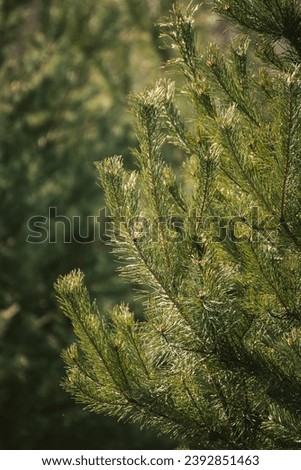 Many spruce trees in the forest 