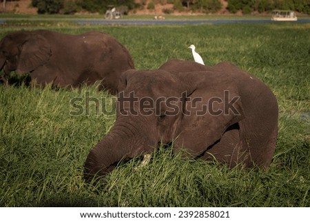 Elephants in the green grass in Okavango Delta, Botswana