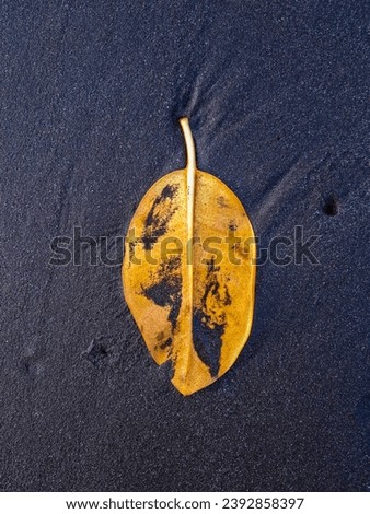 A leaf with a natural texture on the sand