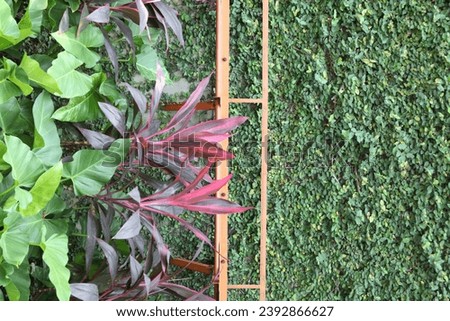 Garden with small plants, Dollar Vines (Ficus pumila) is a type of vine that comes from the genus Ficus, the leaves creep on cast cement walls. background concept
