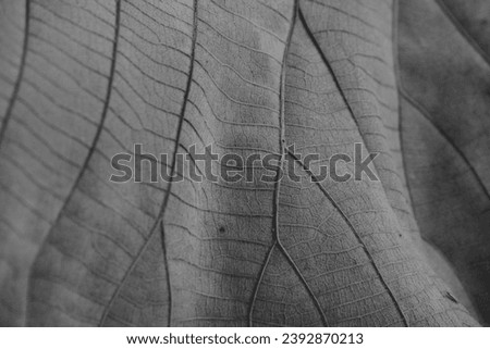 A close-up black and white photograph of a teak tree leaf showcase the intricate veins and patterns, unique texture, creating a striking and timeless image