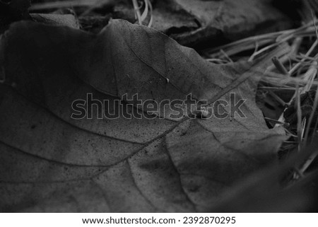 A close-up black and white photograph of a teak tree leaf showcase the intricate veins and patterns, unique texture, creating a striking and timeless image