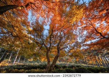 Autumn maple leaf landscape，autumn, maple leaves