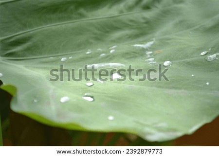 Belawan 23 November 2023, Water dew on green taro leaf in the morning
