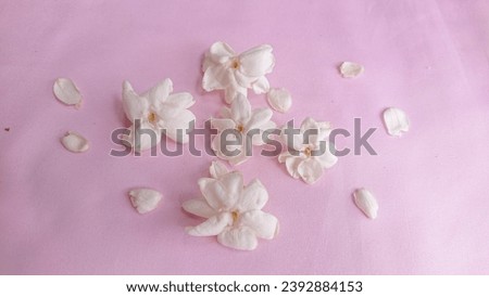 Jasmine bloom. A beautifull white flower of Jasmine isolated on pink background