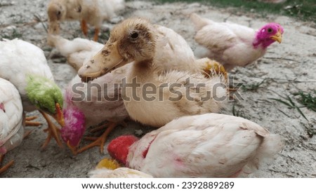 baby ducks among a crowd of colorful chickens