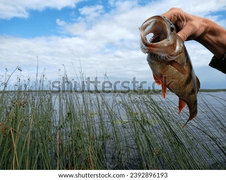 Perch caught on a spinner at sunset. Evening biting. Against the background of great bulrush and blue sky Royalty-Free Stock Photo #2392896193