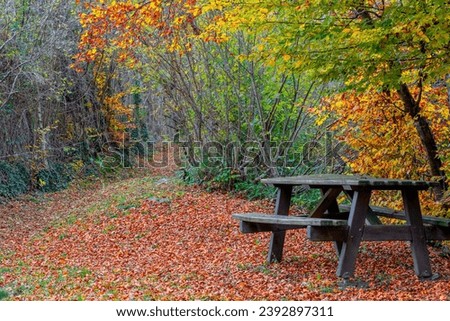 Bench with wooden table in the woods